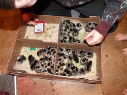 chickens