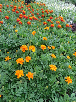 marigolds