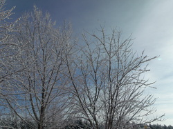 snowy trees