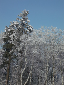 snowy trees 2