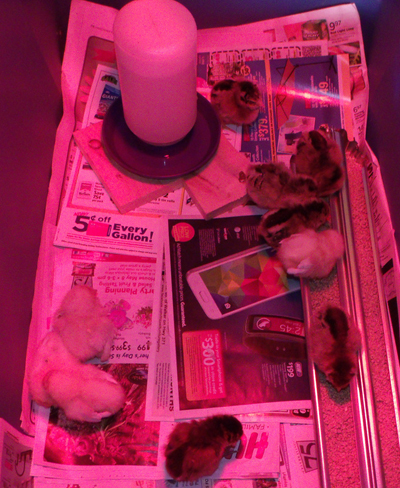 chicks