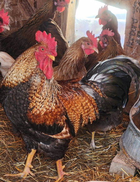 chicks parents