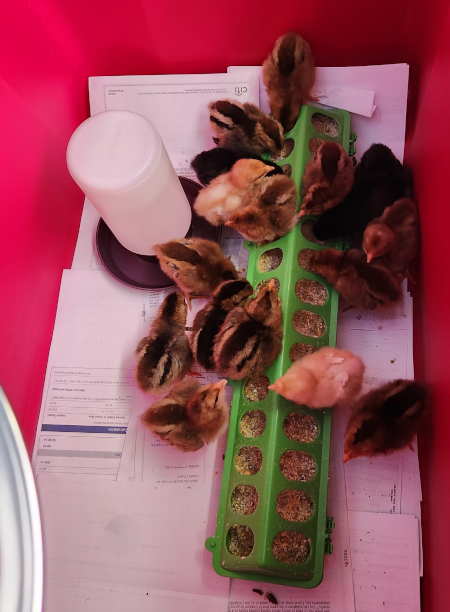 stripey chickies