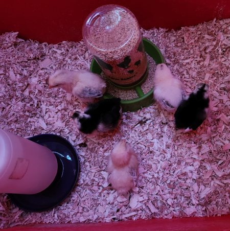 New Chicks