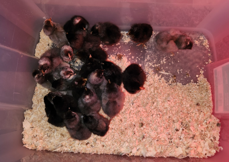 Chicks from sister