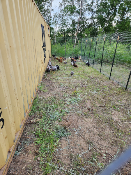 chicken run