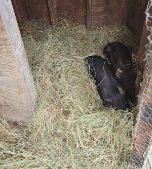 2 pigs