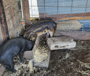 3 pigs