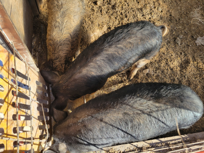 big pigs