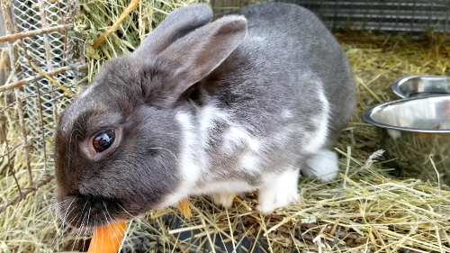 Mulder eating a carrot
