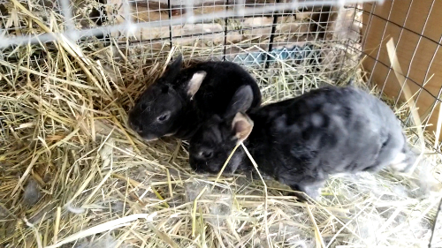 baby bunny 2