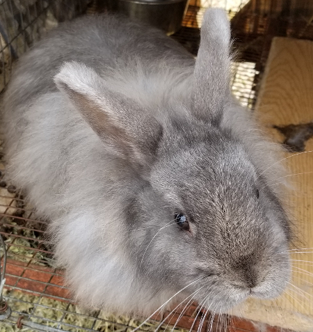 Thumper