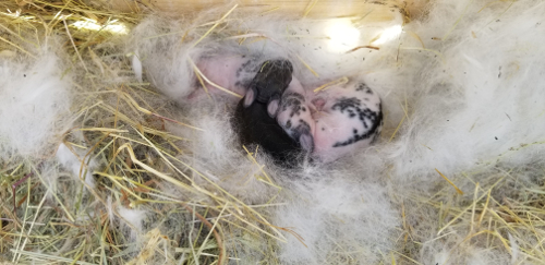 Scully babies