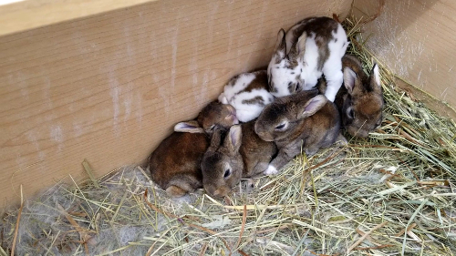 Bunny pile