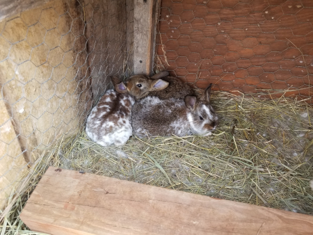 Bunnies in growout 2