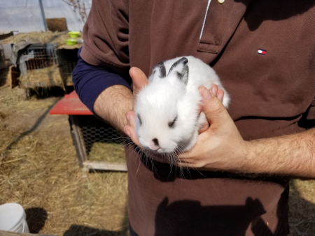Sunny bunny