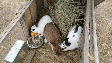 Pumpkin Bunnies