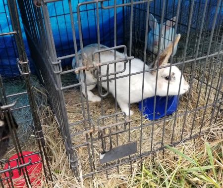 Freckles and Snowball