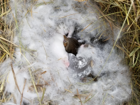 Week old bunnies