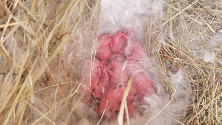 Baby Bunnies