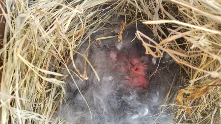 More Baby Bunnies