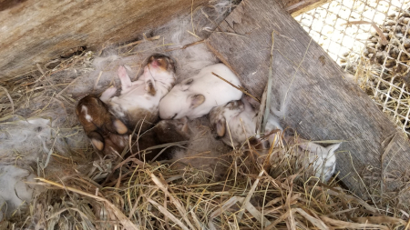 Baby Bunnies