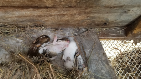 More Baby Bunnies
