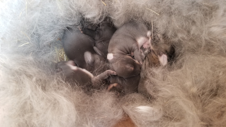 Baby Bunnies