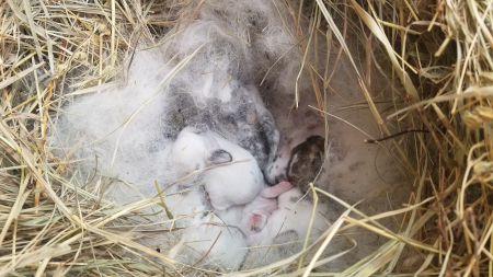 Babies 2