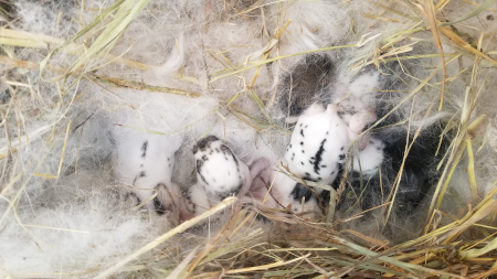 Babies 3