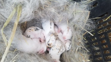Babies 4
