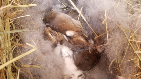 Babies 5