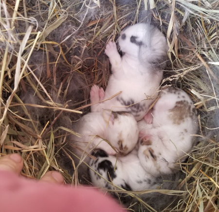 Babies 6