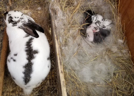 Lily's Babies