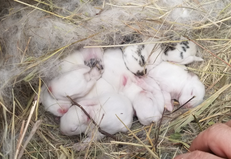 Snowball Babies