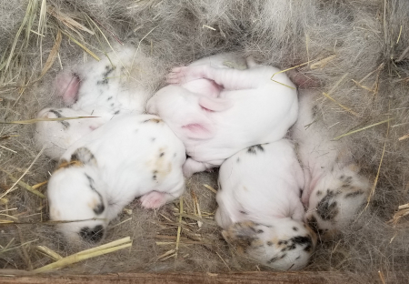 Angela's Babies