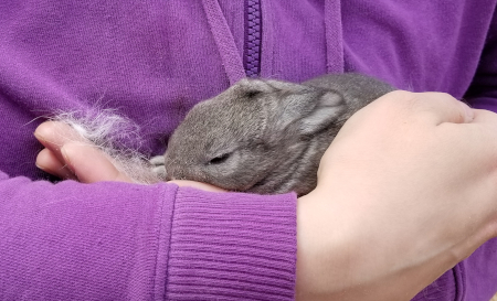 Cuddle Bunny 1