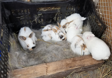 Angela's Babies