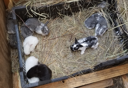 Babies