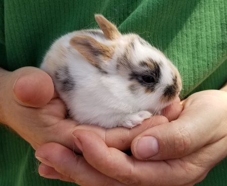 Calico Baby