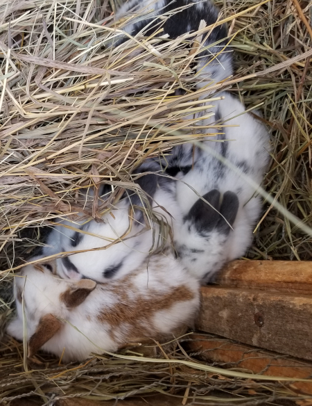Rogue Babies