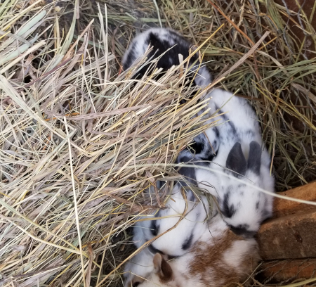 Rogues Babies 2