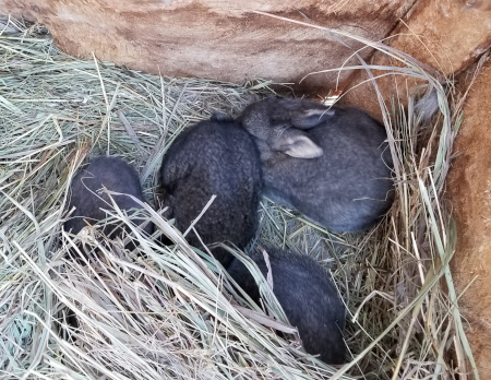 Rose's Babies