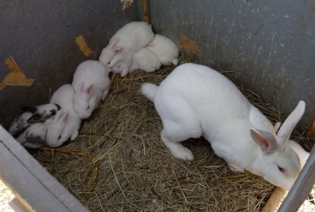 Snowball's Babies