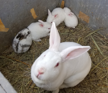 Snowball's Babies 2
