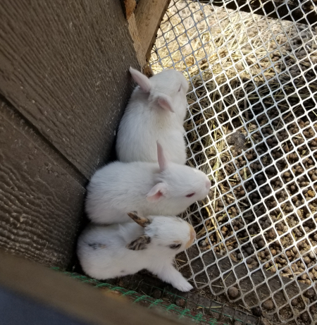 Snowball's Babies