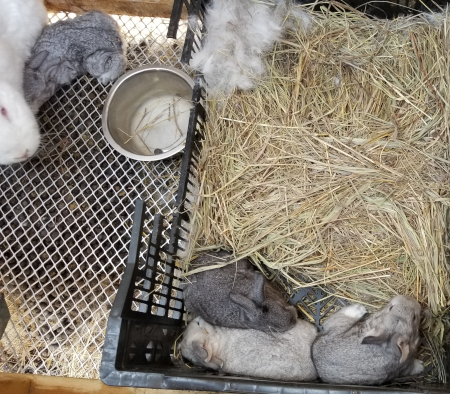 Weiss Babies