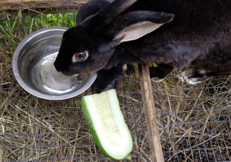 Inara Cuke