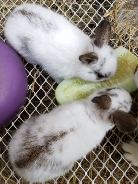 Scully's Babies