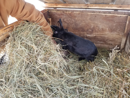 Rogue Checks on her Babies